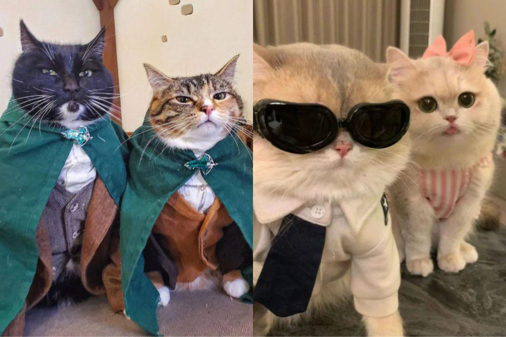 7 Potret Lucu Kucing Memakai Kostum Couple yang Necis dan Keren Abis
