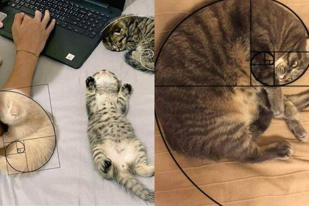 kolase kucing meringkuk membentuk golden ratio (x.com/PunchingCat I reddit.com/demforx)