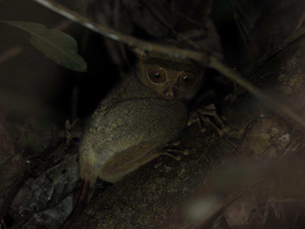 Krabuku ingkat (inaturalist.org/Justin Philbois)