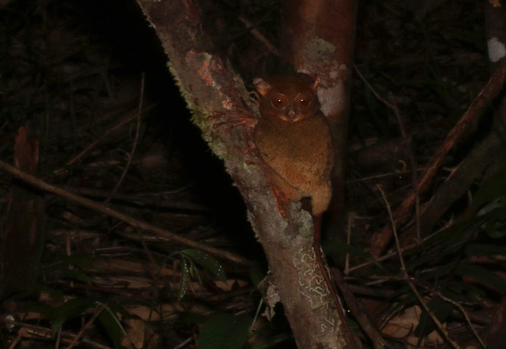 Krabuku ingkat (inaturalist.org/Ryan van Huyssteen)