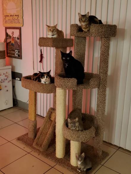 potret enam kucing duduk bersama (reddit.com/rayrayrana)