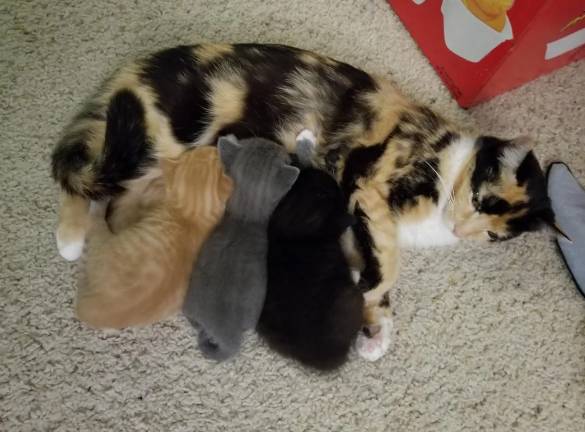 potret lucu tiga anak kucing beda warna (reddit.com/TK-DuVeraun)