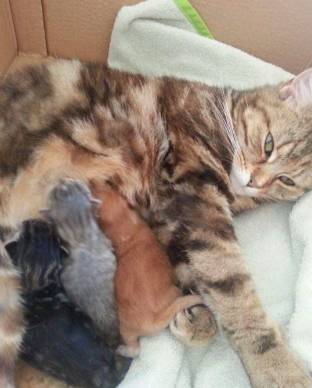 potret lucu tiga anak kucing beda warna (reddit.com/oFIoofy)
