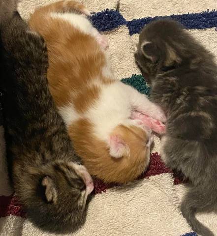 potret lucu tiga anak kucing beda warna (reddit.com/zzzchase)
