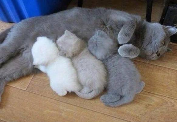 potret lucu tiga anak kucing beda warna (reddit.com/[deleted)