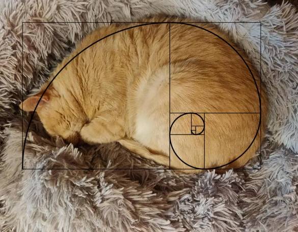 potret kucing meringkuk membentuk golden ratio (reddit.com/AliceCityRocker)