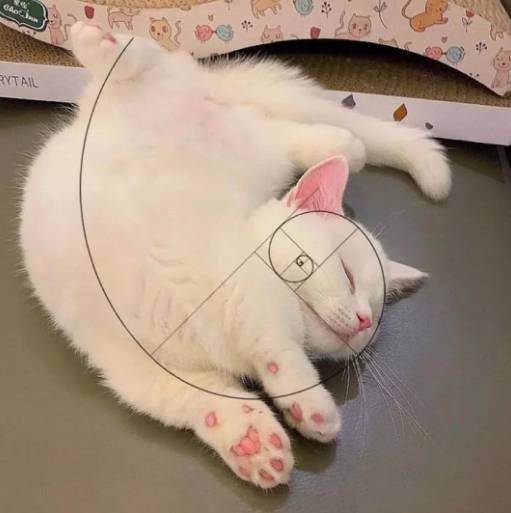 potret kucing meringkuk membentuk golden ratio (reddit.com/IcyBreloom)