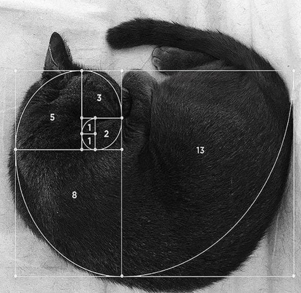 potret kucing meringkuk membentuk golden ratio (reddit.com/2n1c0l4s3)