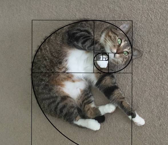 potret kucing meringkuk membentuk golden ratio (reddit.com/ecomix)