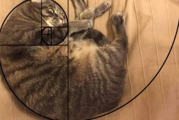 potret kucing meringkuk membentuk golden ratio (reddit.com/demforx)