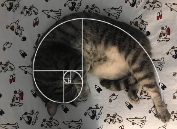 potret kucing meringkuk membentuk golden ratio (reddit.com/bapnemem)