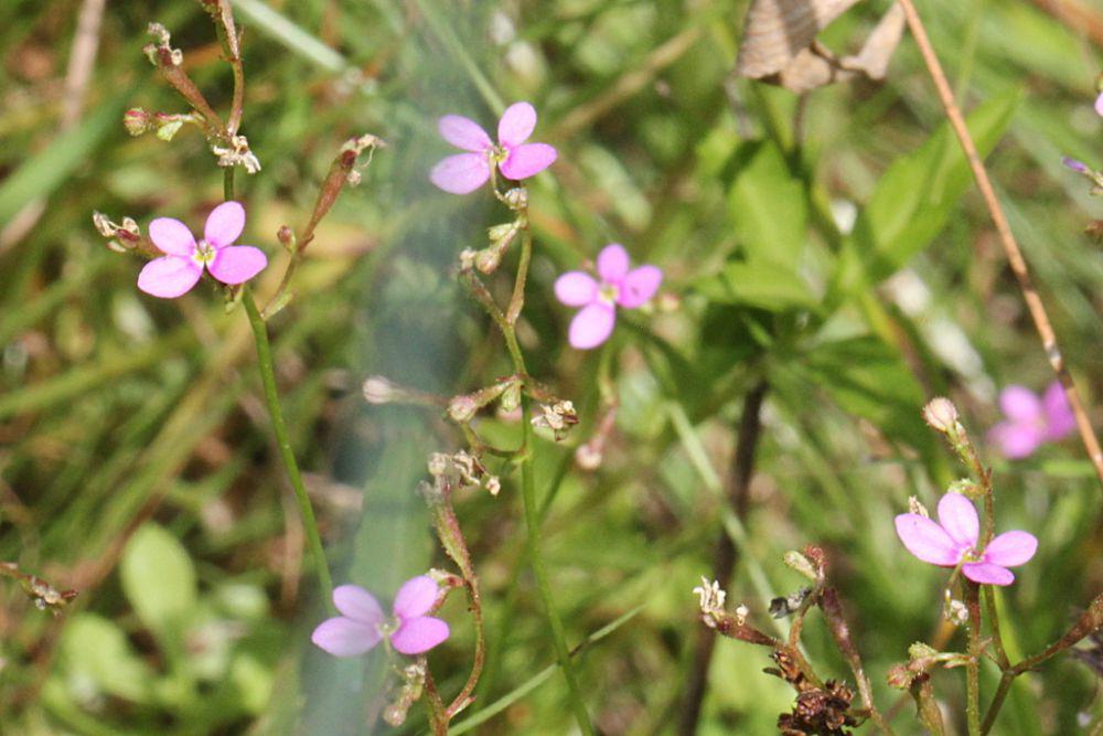 ilustrasi Stylidium Debile (inaturalist.org/nyoni-pete)