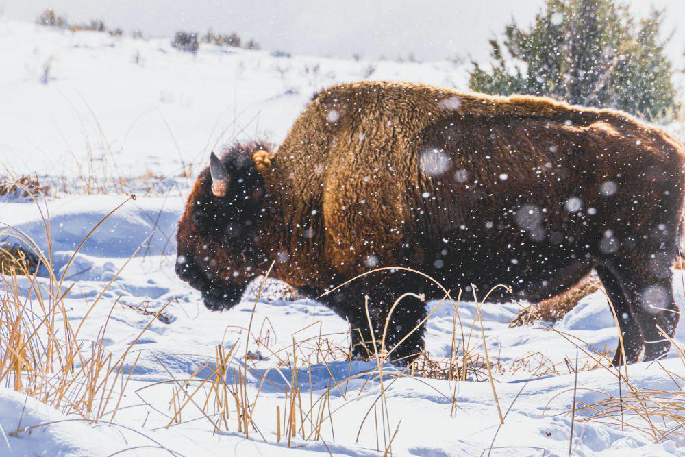 Bison dalam budaya amerika (unsplash.com/Trevor Vannoy)