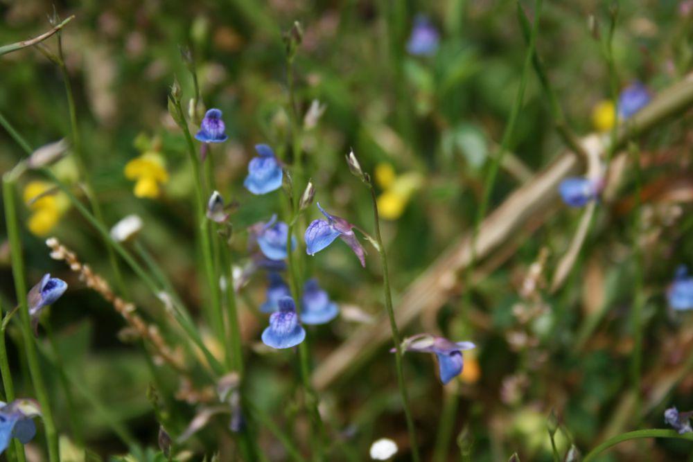 ilustrasi Utricularia Graminifolia (inaturalist.org/pjeganathan)