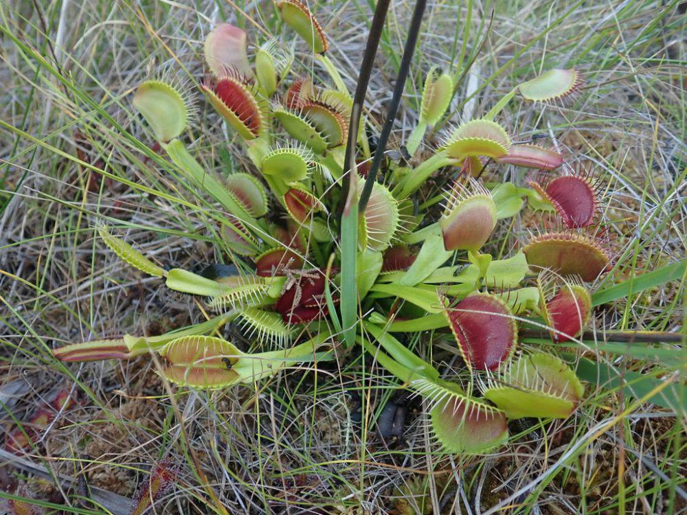 ilustrasi Dionaea Muscipula (inaturalist.org/wyattd)