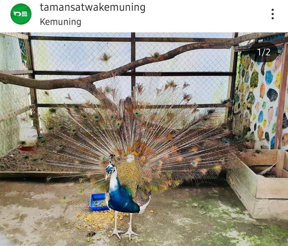Potret burung merak di Taman Wisata Kemuning, Karanganyar (instagram.com/tamansatwakemuning)