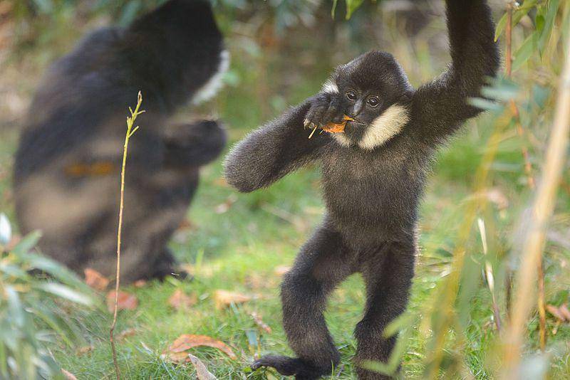 White cheeked gibbon (commons.wikimedia.org/Eric Kilby)