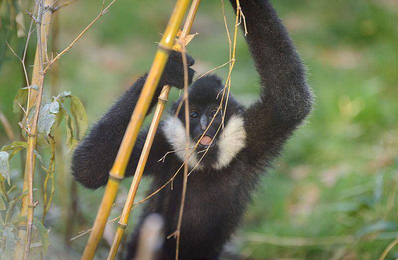 White cheeked gibbon (commons.wikimedia.org/Eric Kilby)