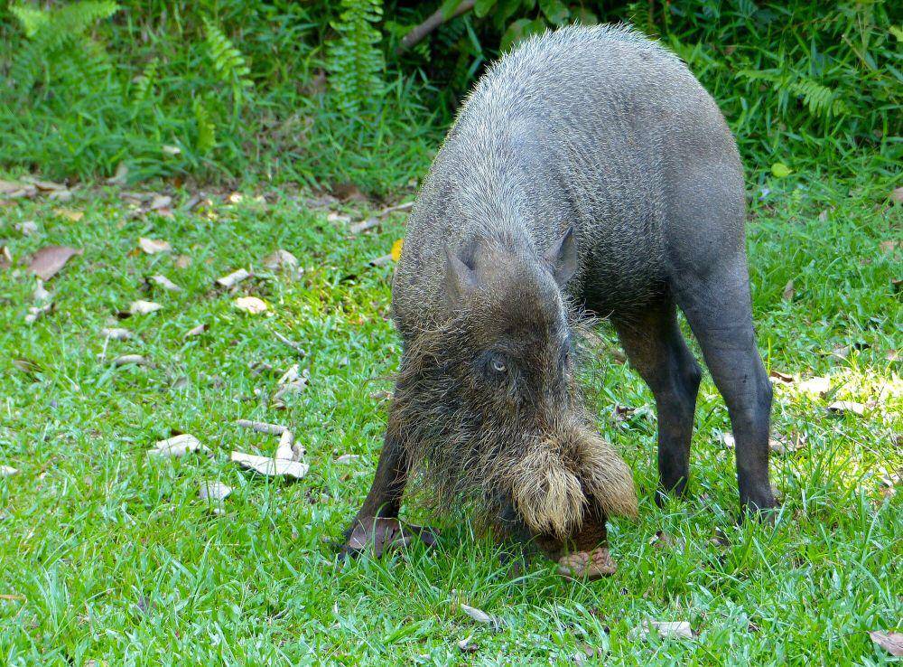 Babi berjenggot (commons.m.wikimedia.org/Bernard Dupont)
