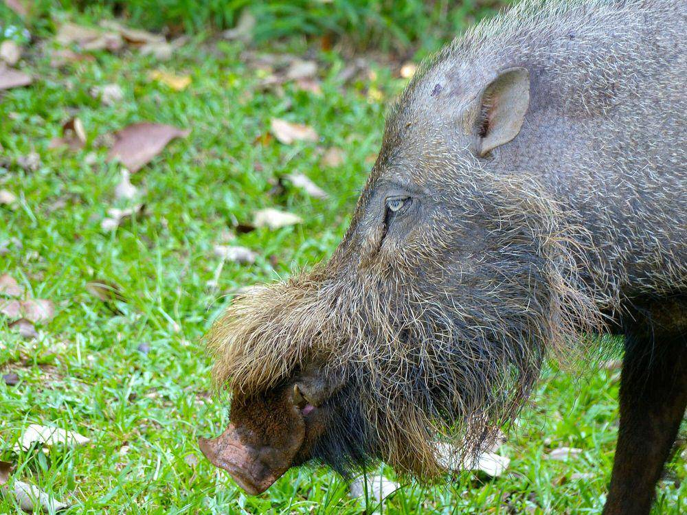 Babi berjenggot (commons.m.wikimedia.org/Bernard Dupont)