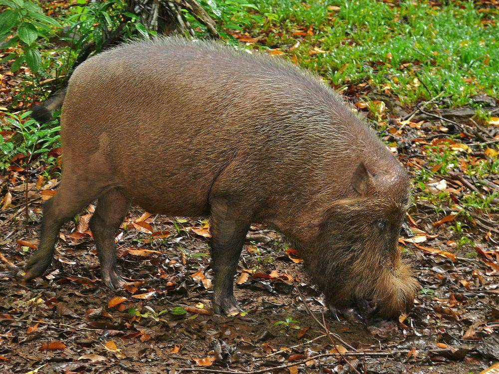 Babi berjenggot (commons.m.wikimedia.org/Bernard Dupont)