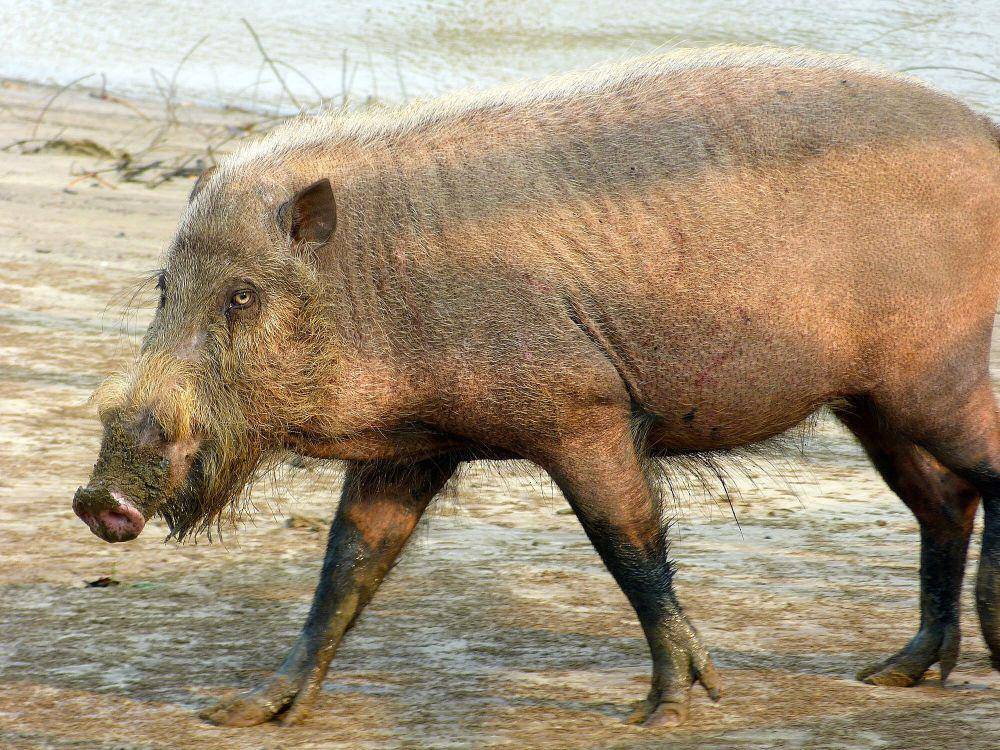 Babi berjenggot (commons.m.wikimedia.org/Bernard Dupont)