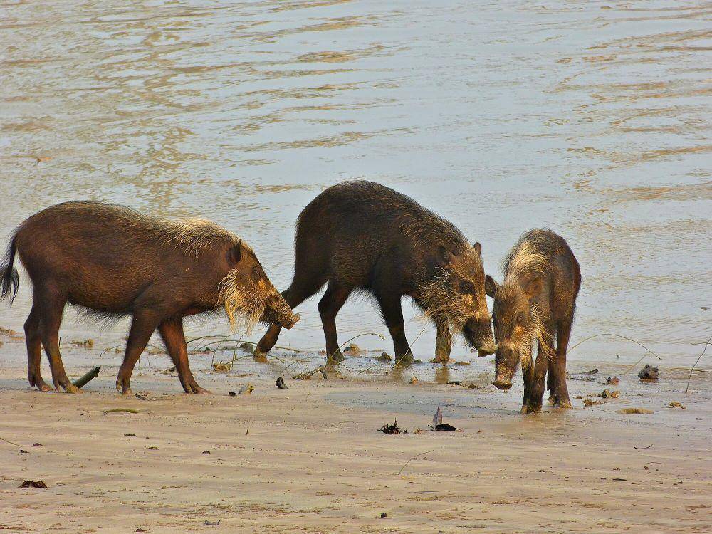 Babi berjenggot (commons.m.wikimedia.org/Bernard Dupont)