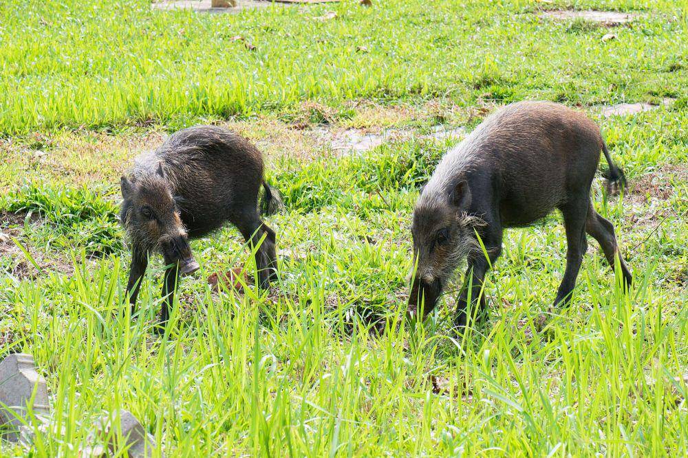 Babi berjenggot (commons.m.wikimedia.org/Thomas Quine)