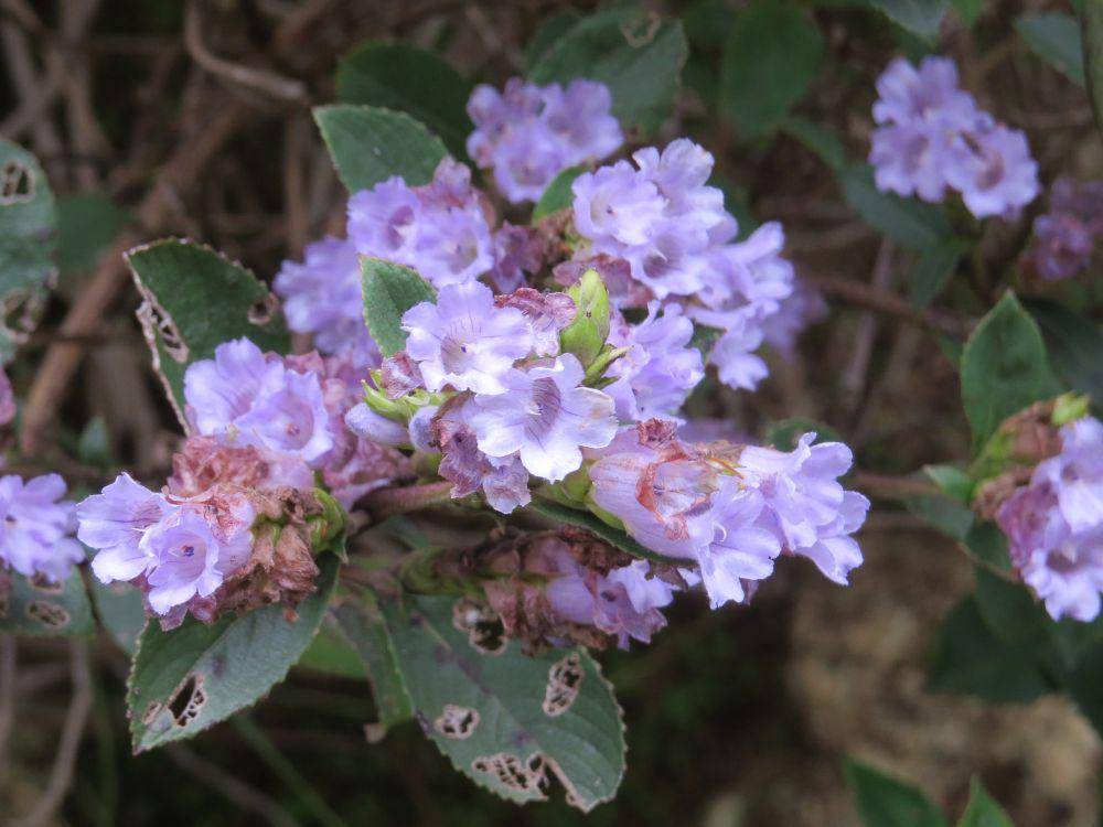 bunga neelakurinji (commons.wikimedia.org/Vinayaraj)