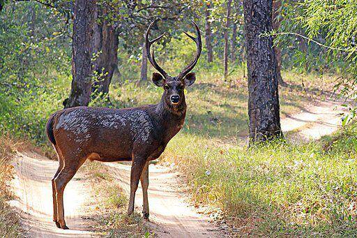 rusa sambar (commons.wikimedia.org/ Charles J. Sharp)