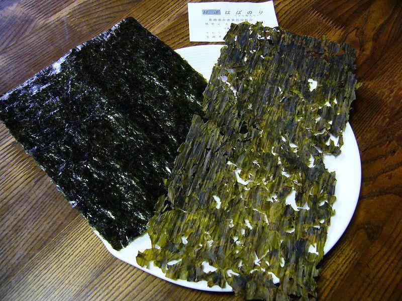 Ilustrasi lembaran nori (commons.m.wikimedia.org/katorisi)