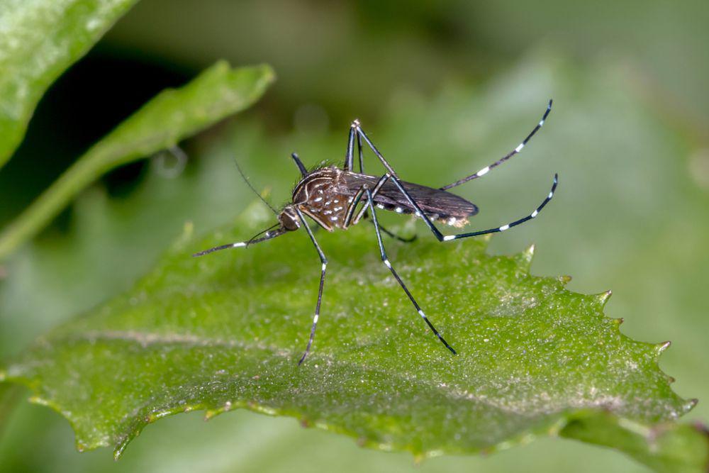 Ini 5 Spesies Nyamuk Aedes, Kamu Harus Waspada