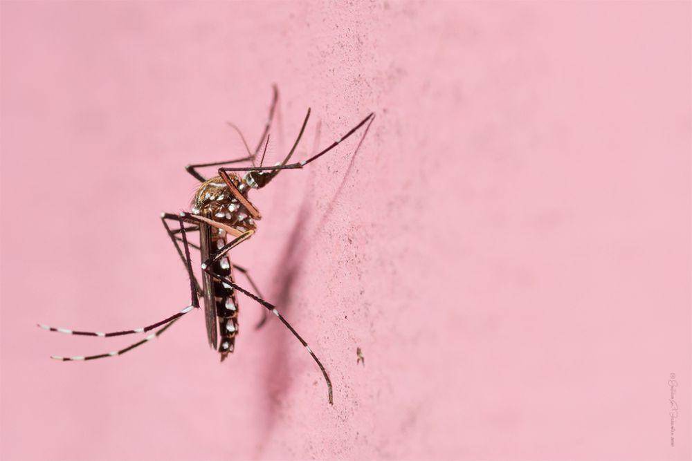 ilustrasi Aedes aegypti (inaturalist.org/avutardafuriosa)