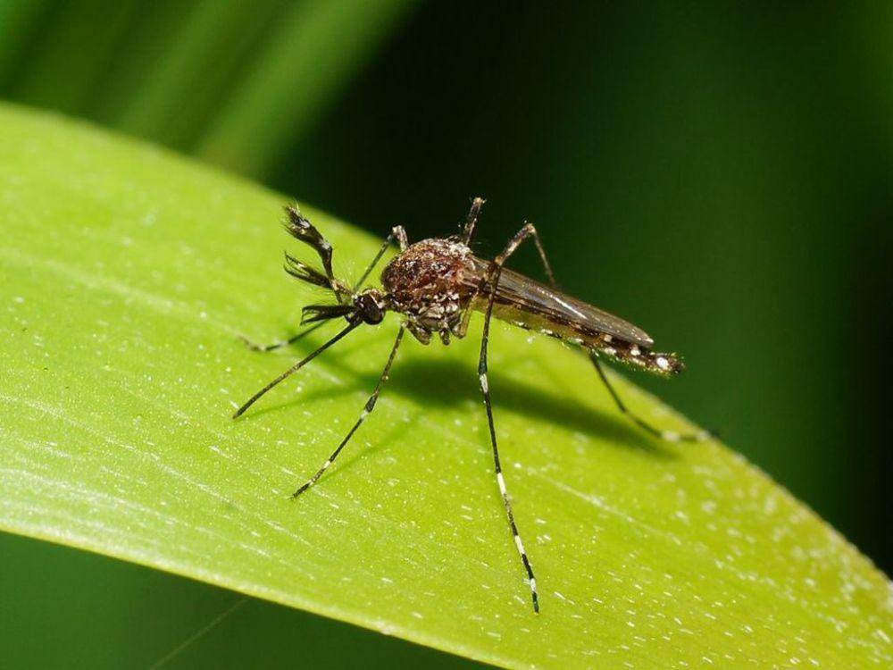 ilustrasi Aedes alboannulatus (inaturalist.org/reiner)