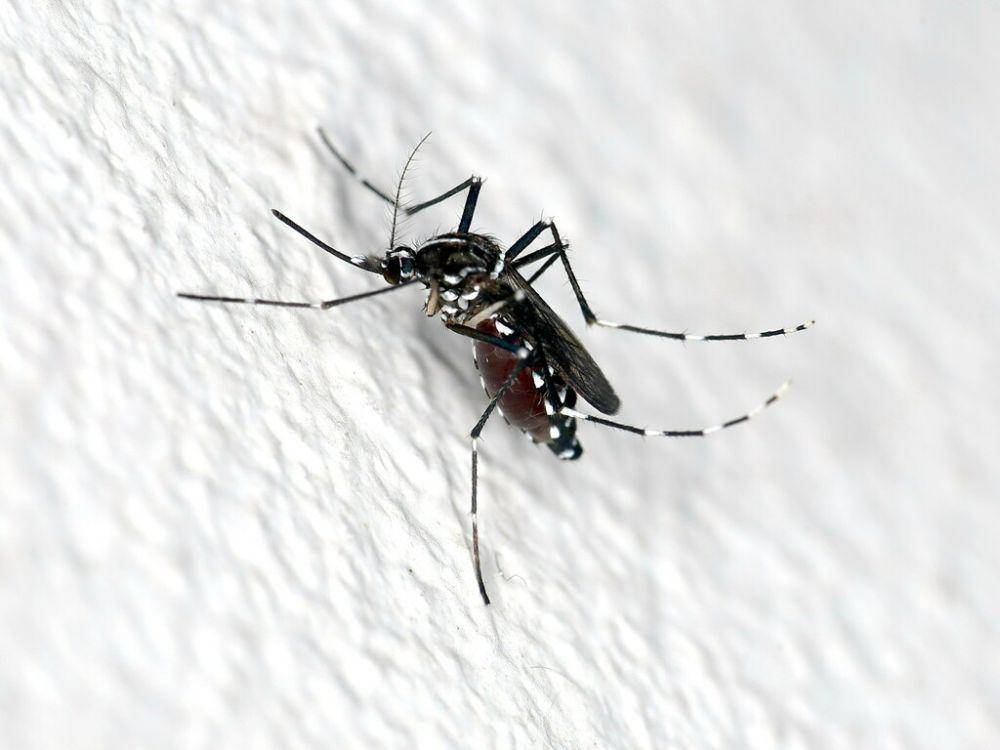 ilustrasi Aedes albopictus (inaturalist.org/rafael_carbonell)