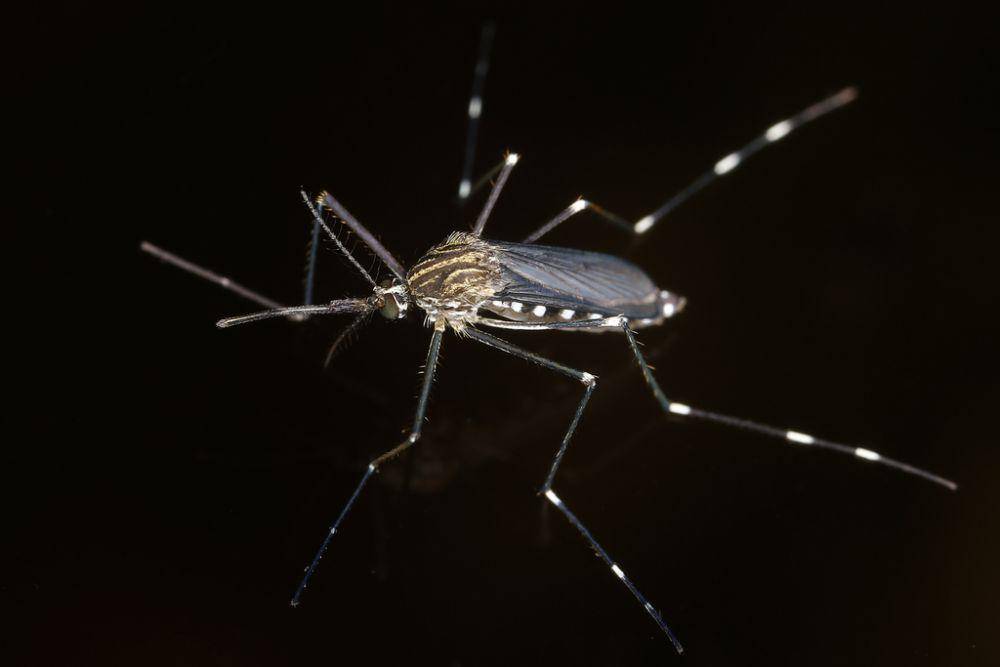 ilustrasi Aedes japonicus (inaturalist.org/gernotkunz)