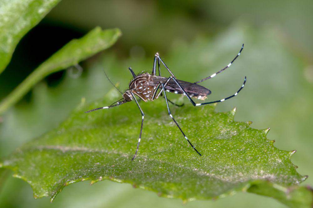 ilustrasi Aedes notoscriptus (inaturalist.org/andrew_allen)