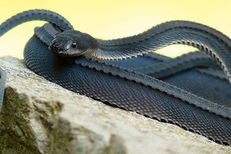 seekor ular naga jawa yang sedang berjemur di atas batu (commons.wikimedia.org/Creatures of Nightshade)