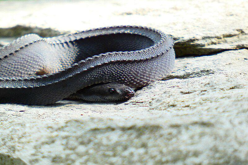 Ular naga jawa sebenarnya merupakan reptil yang sangat pemalu. (commons.wikimedia.org/Creatures of Nightshade)
