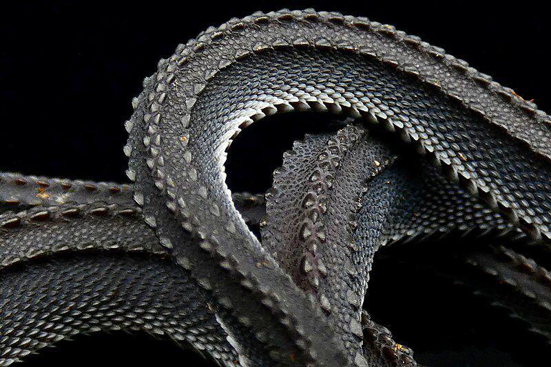 Sisik menonjol pada bagian punggung ular naga jawa jadi salah satu asal usul penamaan mereka. (commons.wikimedia.org/Herpetoeditor)