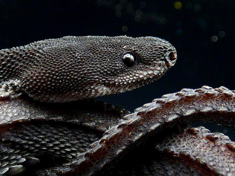 5 Fakta Ular Naga Jawa, Salah Satu Penghuni Gunung Sanggabuana