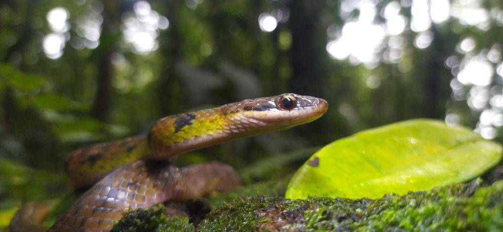 Fire-bellied snake (inaturalist.org/moderatzai)