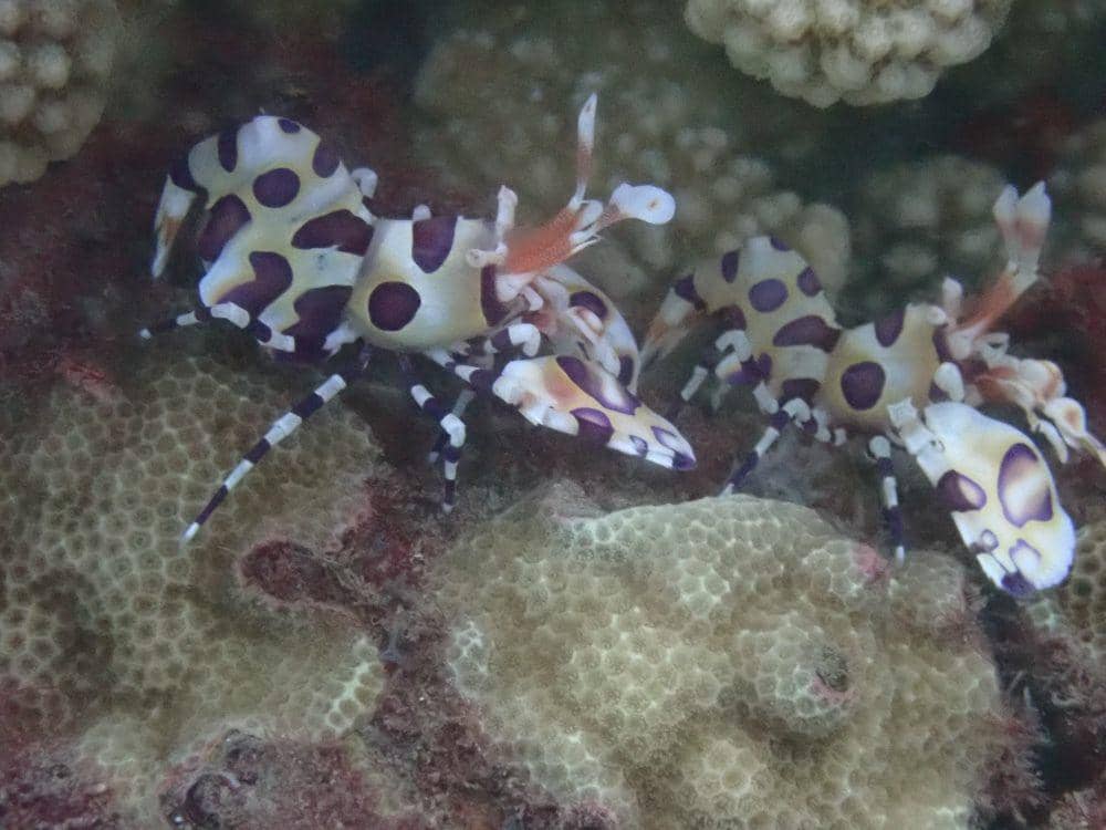 ilustrasi udang harlequin (inaturalist.org/etrotzuk)