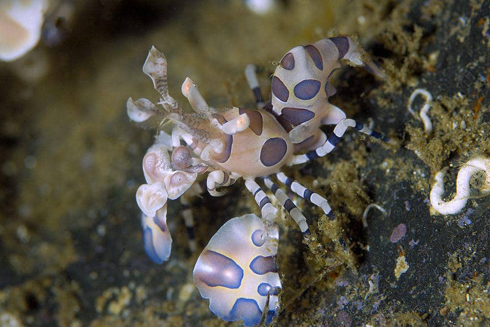 ilustrasi udang harlequin (inaturalist.org/harazaki)
