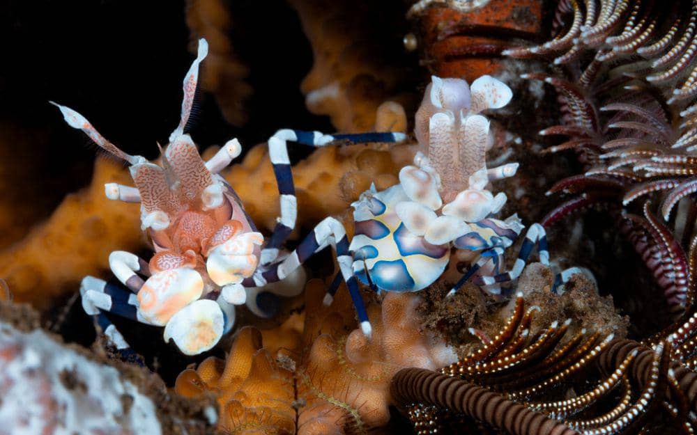 ilustrasi udang harlequin (inaturalist.org/h2omacro)