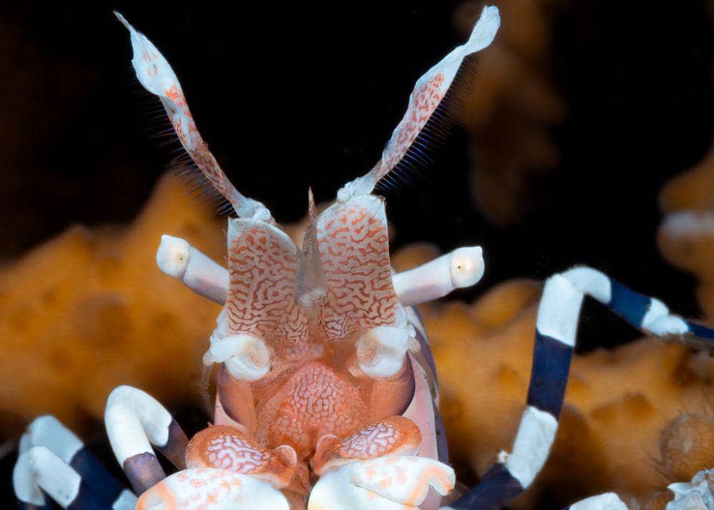 5 Fakta Menarik Udang Harlequin, Predator Alami Bintang Laut