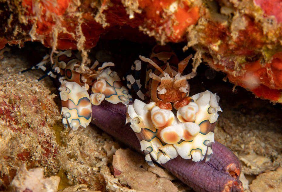 ilustrasi udang harlequin (inaturalist.org/kirstykt)