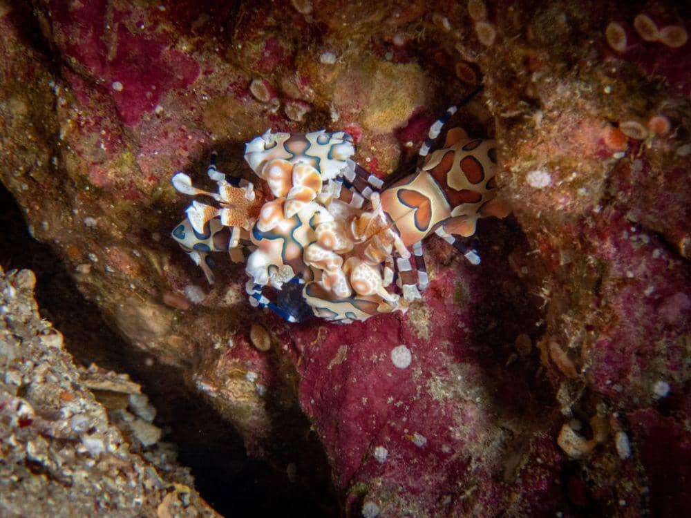 ilustrasi udang harlequin (inaturalist.org/zachaframa)