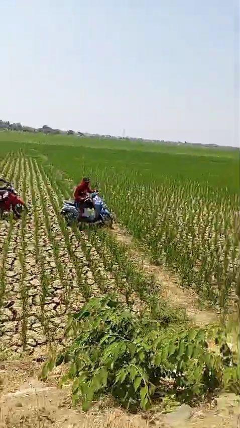 Tangkapan layar video balap motor di sawah