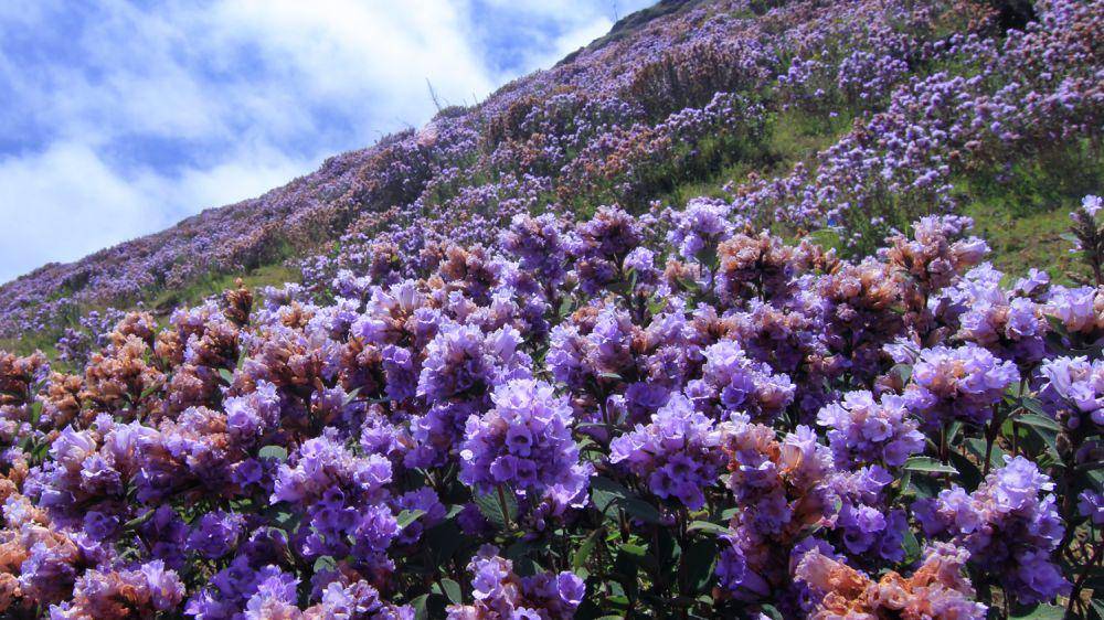 bunga neelakurinji (commons.wikimedia.org/Rakeshkdogra)